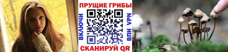 как найти Льгов Галлюциногенные грибы Psilocybe
